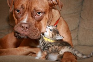 what-some-dogs-put-up-with--1311771602-1310